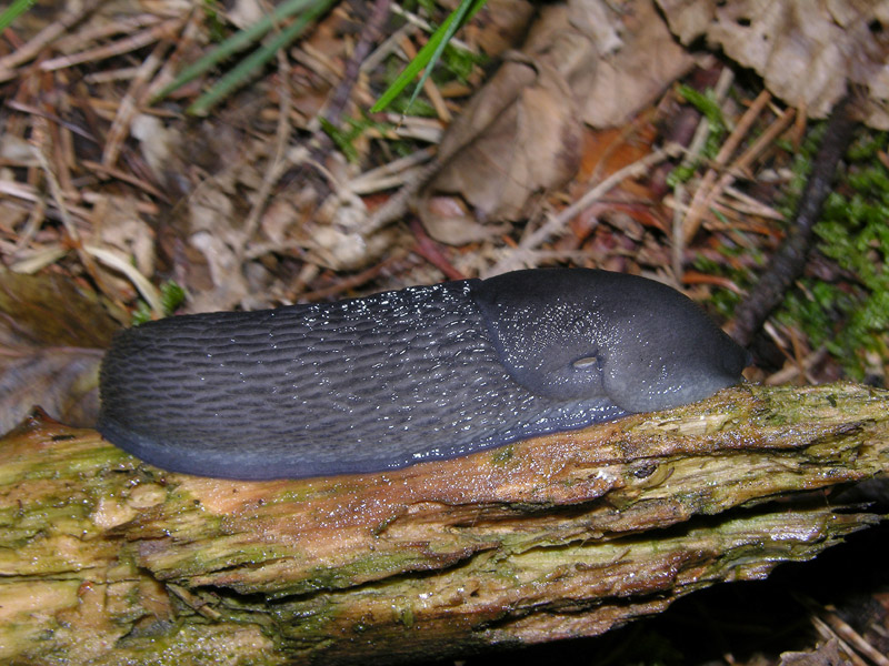 Limax cf cinereoniger da Baselga di Pin (TN)
